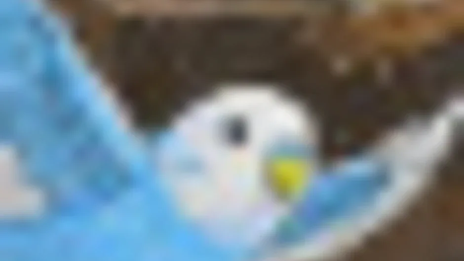 Кадър от Birds of Ascent