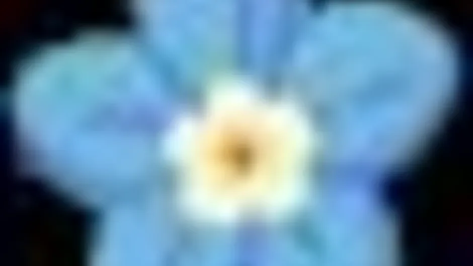 Кадър от BloomTale
