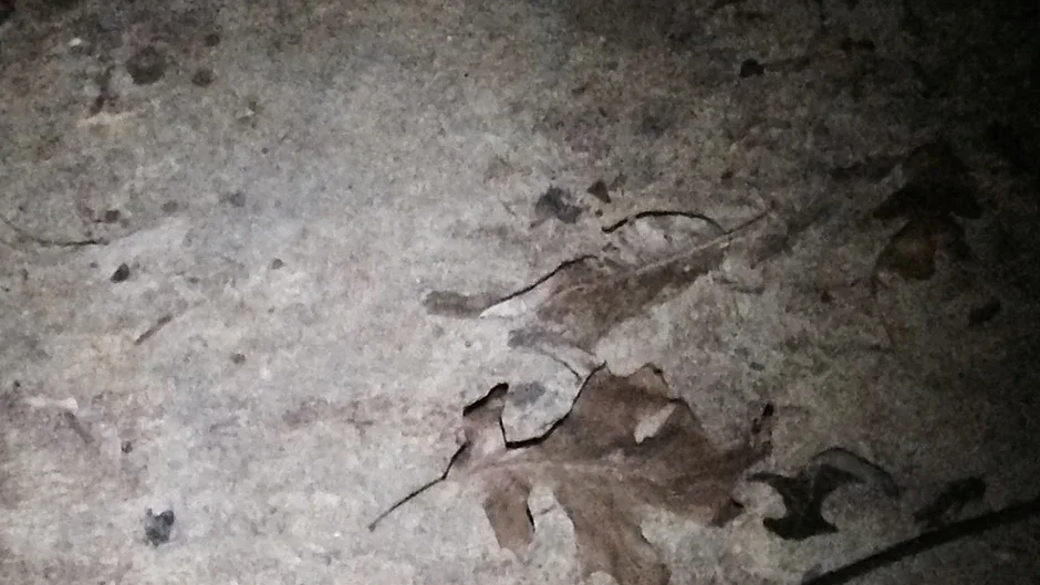 Capture d'écran de l'article