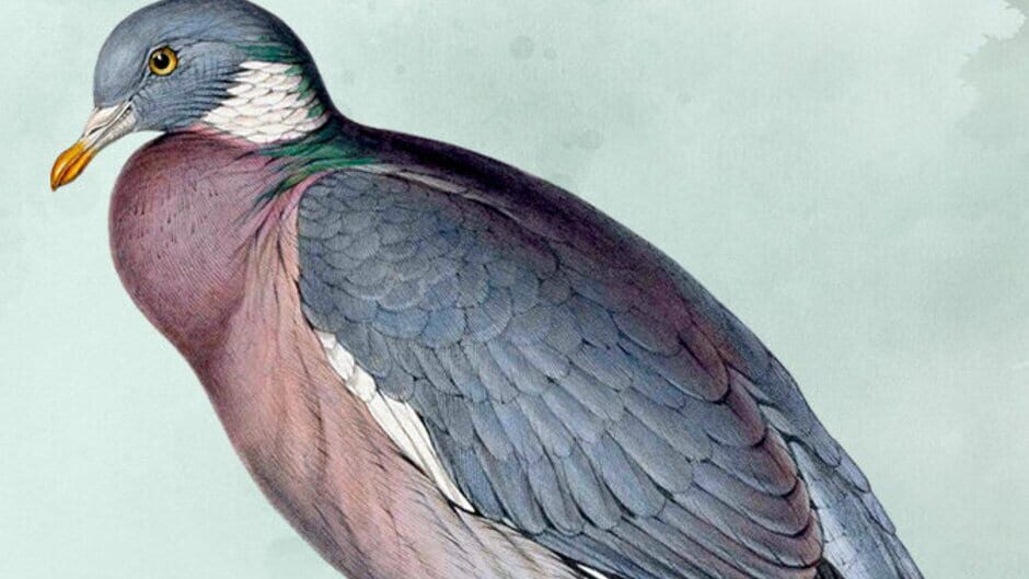 Wingspan: Bird Pack - Birds of Continental Europe