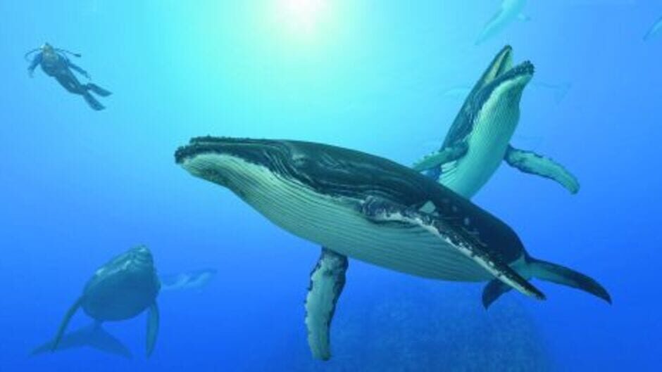 Endless Ocean: Blue World screenshot