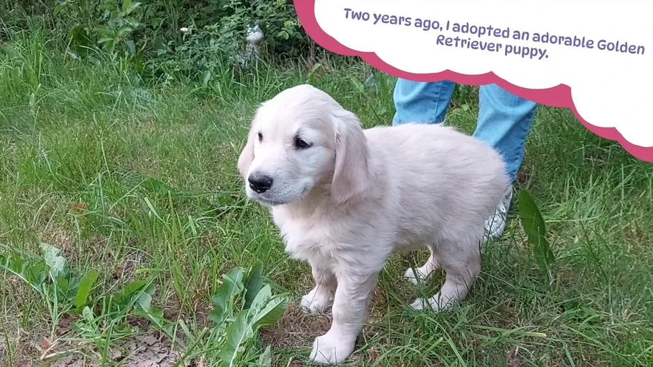 Кадър от Golden Retriever Simple Life