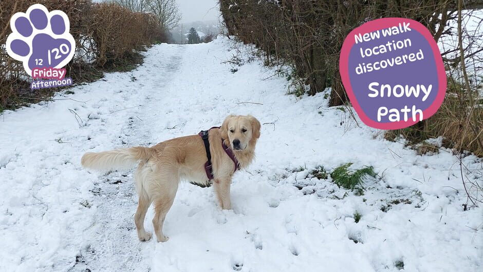 Golden Retriever Simple Life media thumbnail