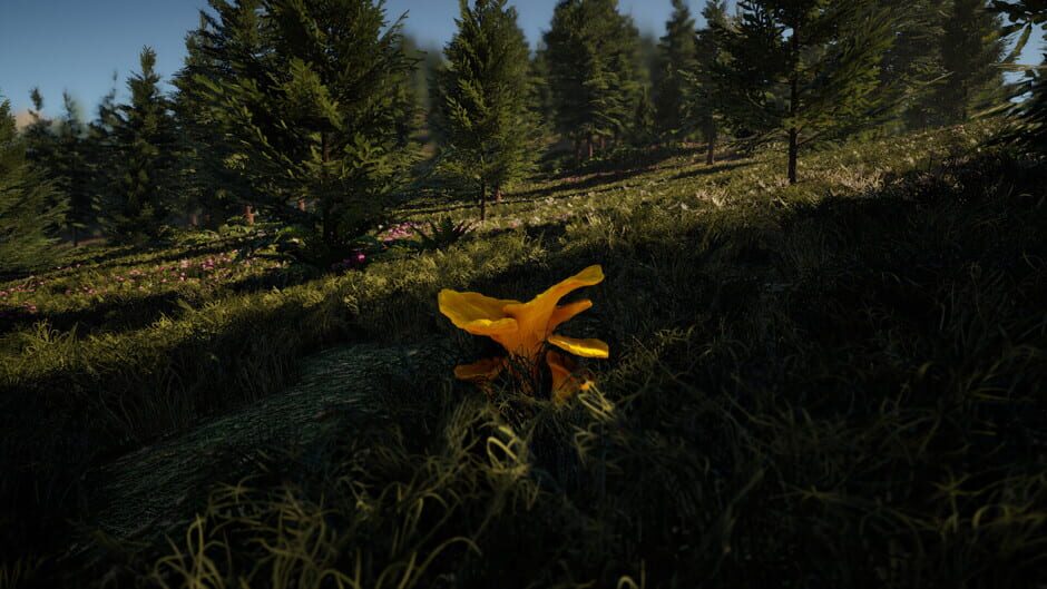 Screenshots Forager's Finds