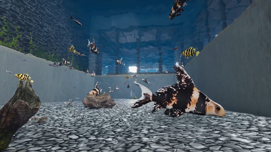 Aquarist: Asian Fish DLC screenshot