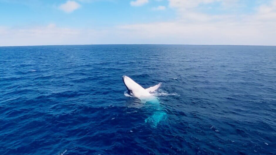 Swimming with Humpbacks screenshot