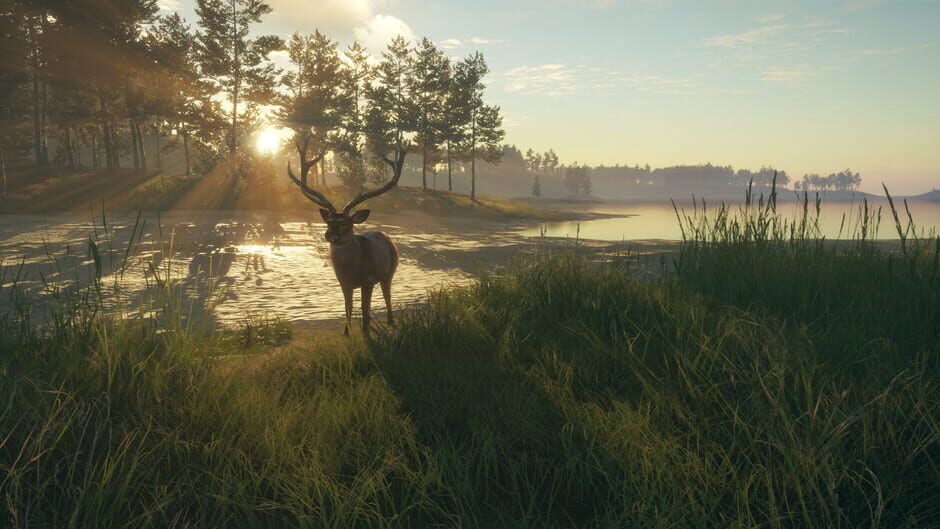 TheHunter: Call of the Wild - Te Awaroa National Park Screenshot