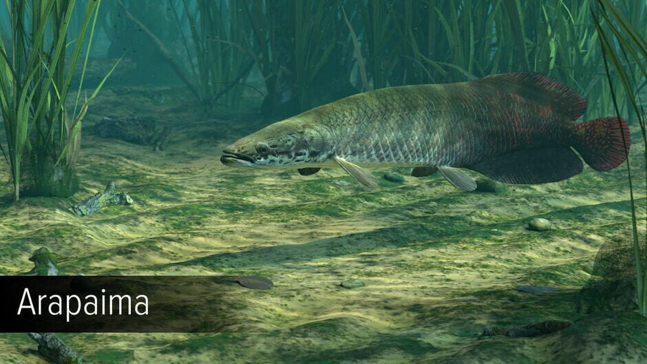 สกรีนช็อตจาก Ultimate Fishing Simulator: Amazon River (รูปที่ 2)