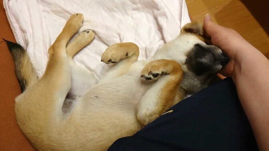 Shiba Mekuri Screenshot