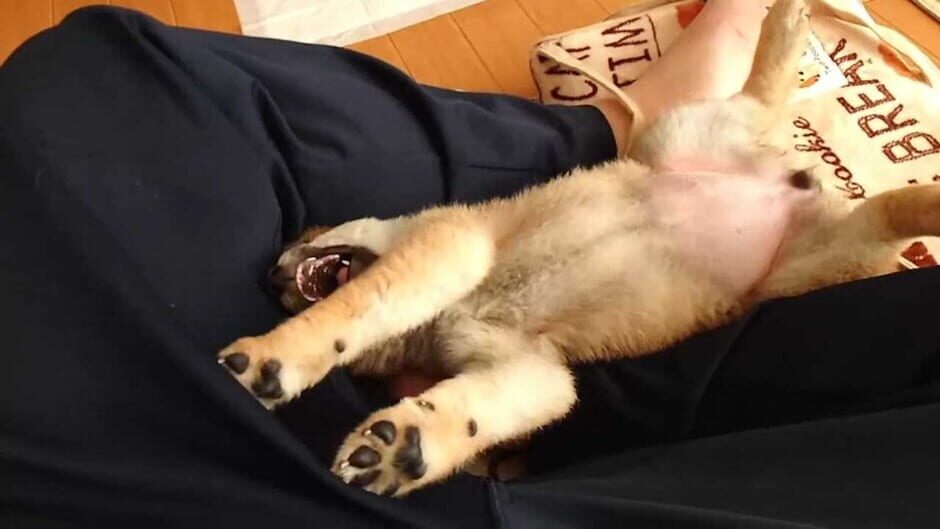 Shiba Mekuri Screenshot