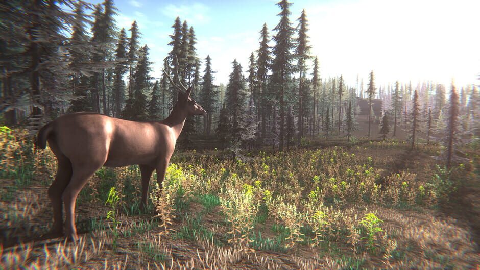 Mushroom Challenge Screenshot