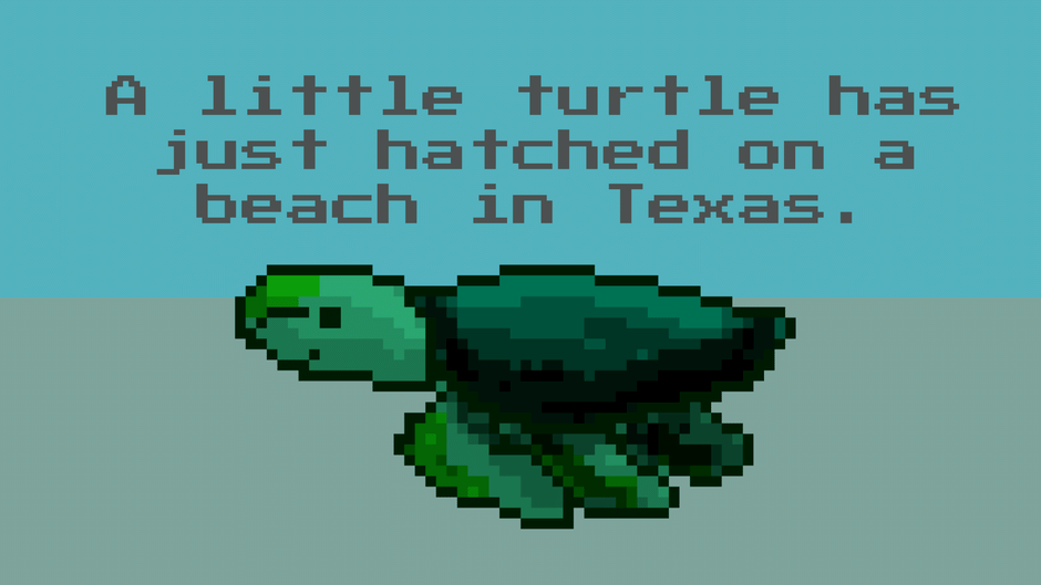 A Little Turtle Has Just Hatched on a Beach in Texas. Screenshot
