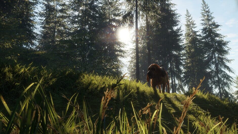 TheHunter: Call of the Wild - Bloodhound Screenshot