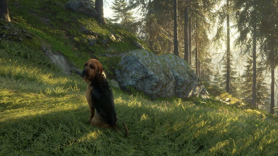 TheHunter: Call of the Wild - Bloodhound Screenshot