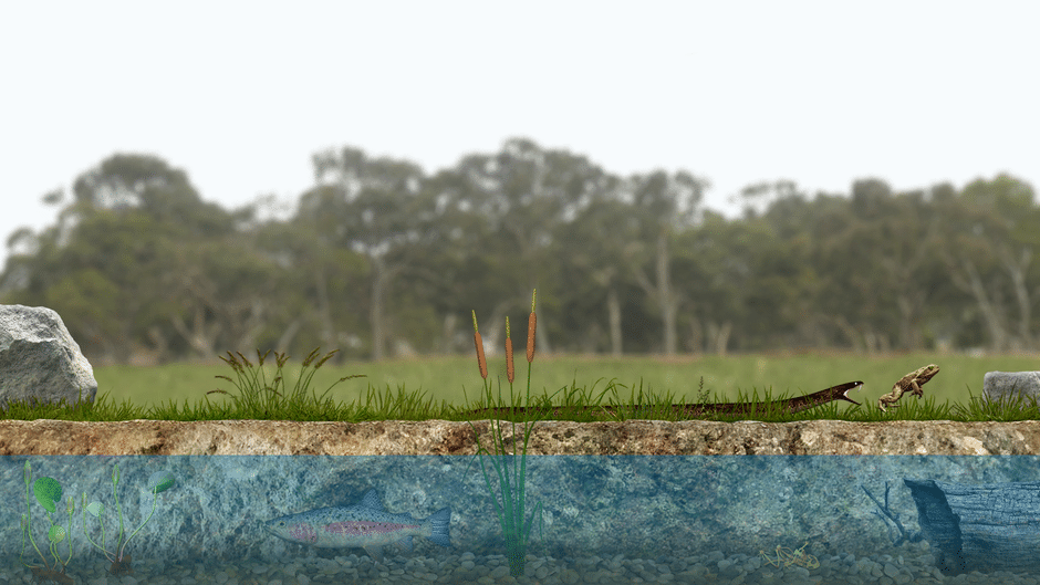 A toad well travelled screenshot