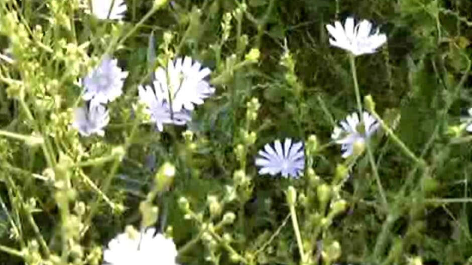 Tomorrow is my Birthday Screenshot