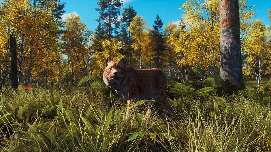 Way of the Hunter: Lintukoto Reserve Screenshot