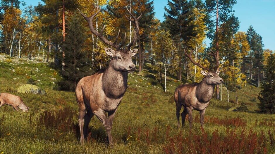 Way of the Hunter: Lintukoto Reserve Screenshot