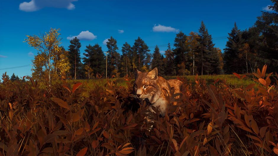 Way of the Hunter: Lintukoto Reserve Screenshot