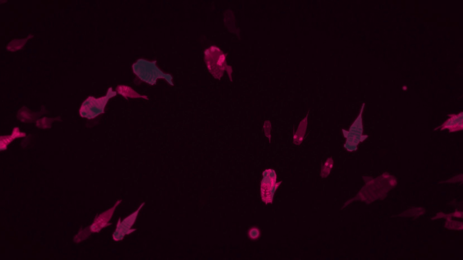 Fishbones Screenshot