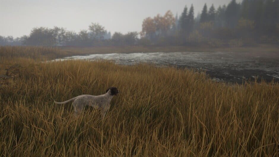 สกรีนช็อตจาก TheHunter: Call of the Wild - German Shorthaired Pointer (รูปที่ 7)