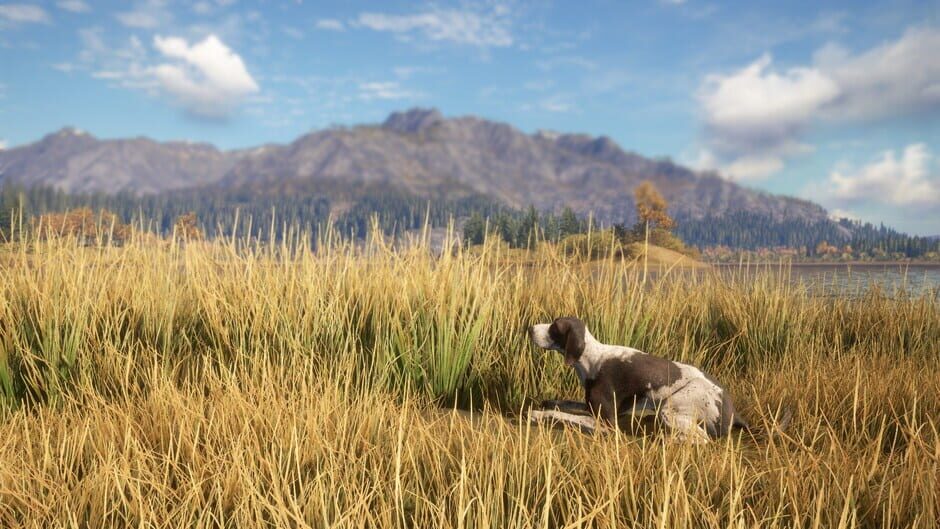สกรีนช็อตจาก TheHunter: Call of the Wild - German Shorthaired Pointer (รูปที่ 4)