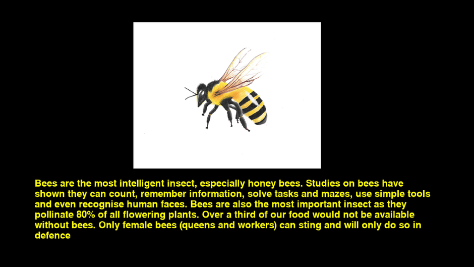 Quiz & Learn: Animals Screenshot