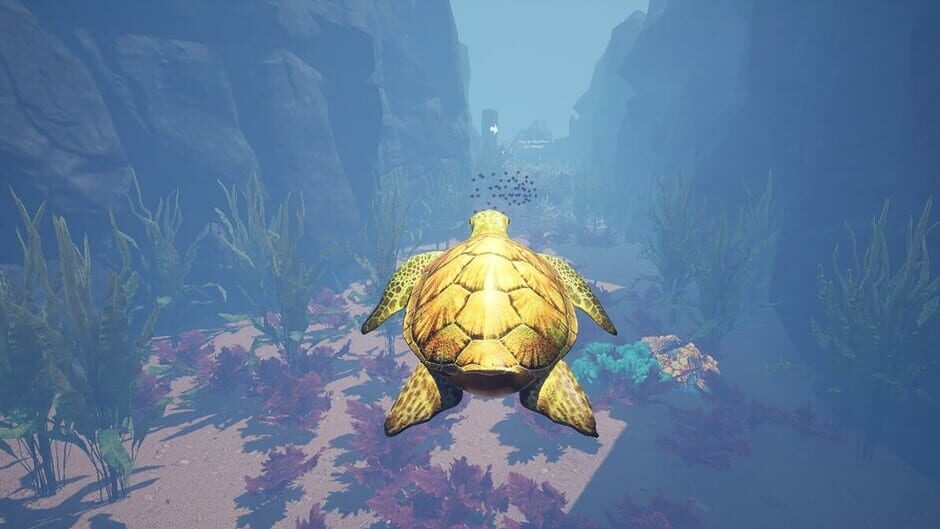 Turtle Racer screenshot