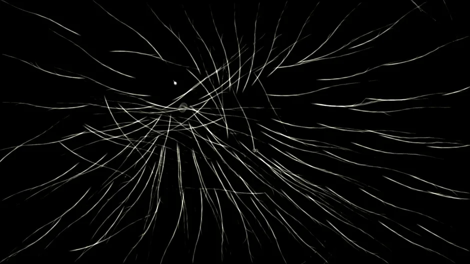 Capture d'écran de l'article