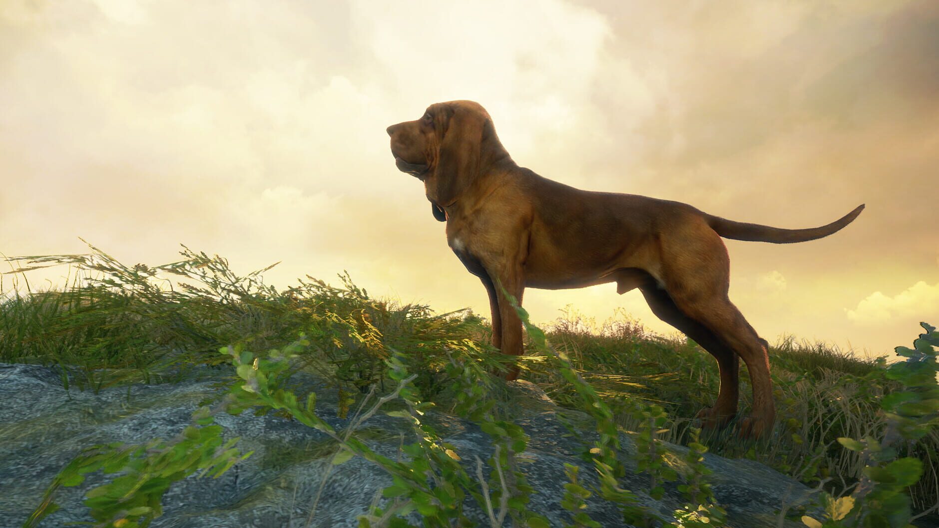 Screenshot for TheHunter: Call of the Wild - Bloodhound