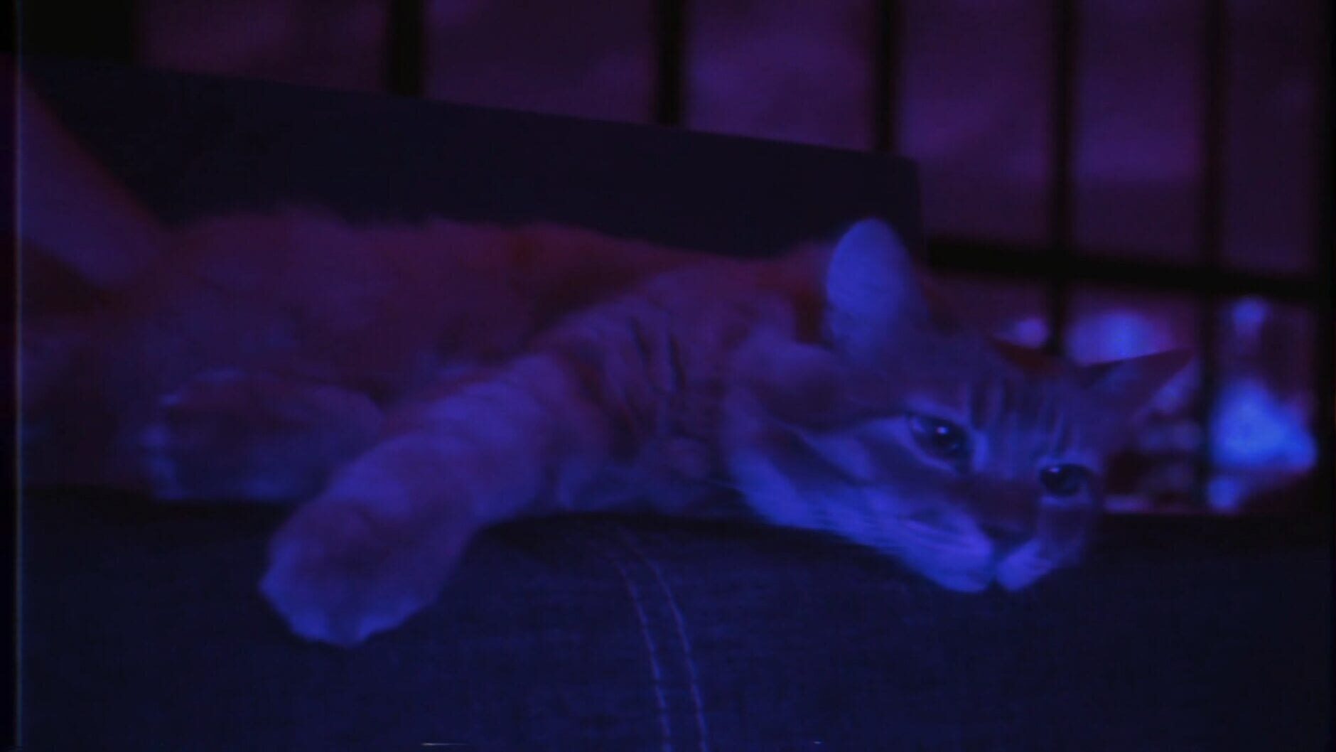 Screenshot for Puss!