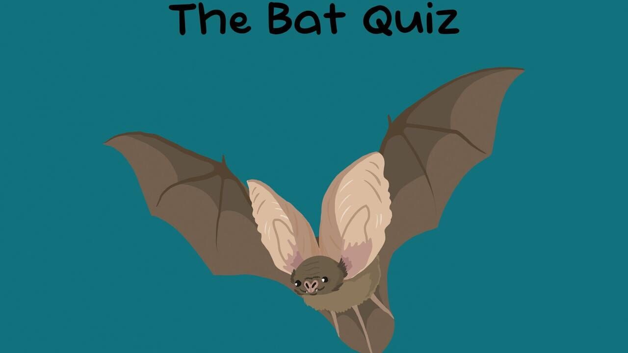 The Bat Quiz Image