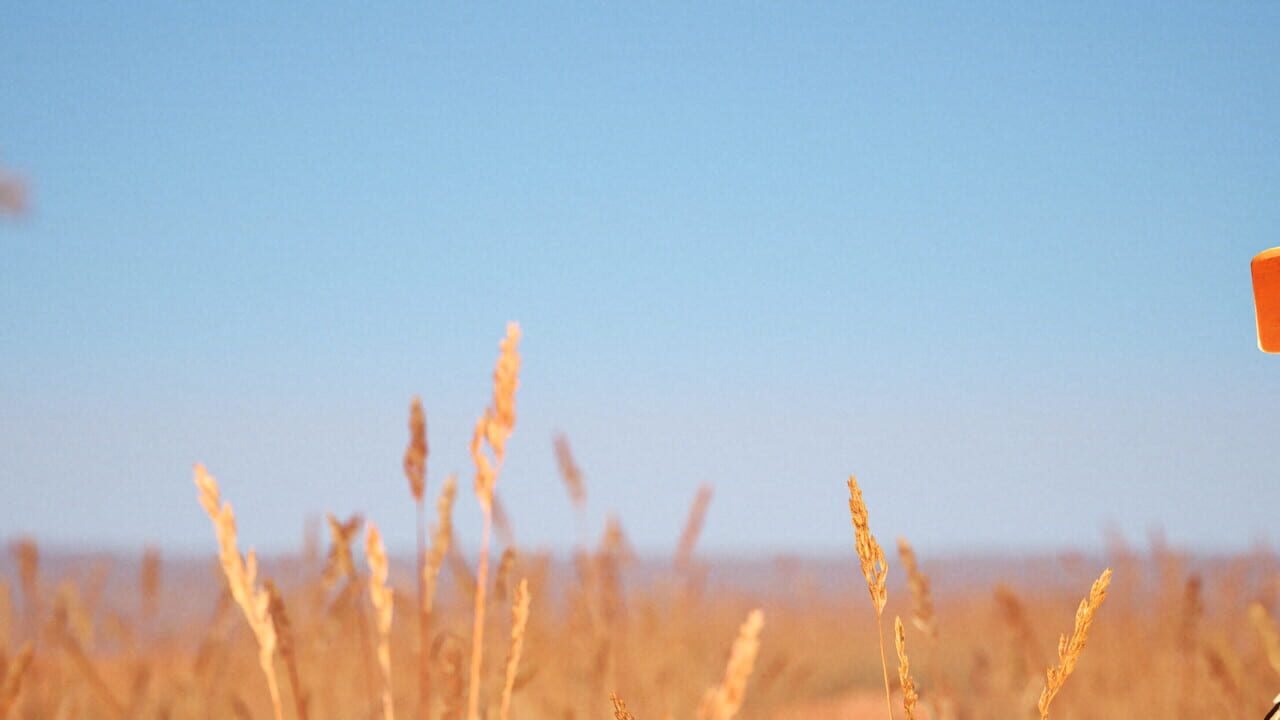 For the Wheat Image