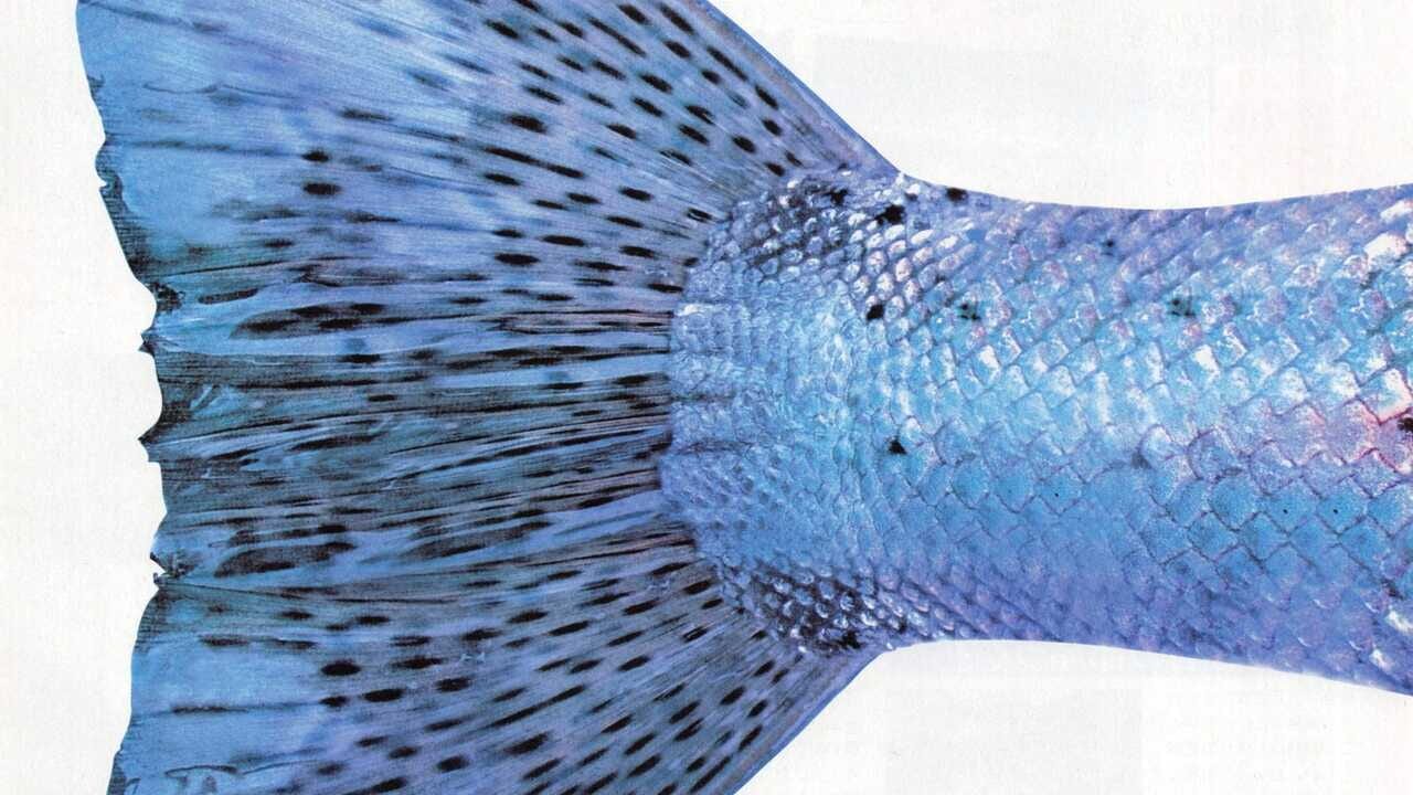 Reel Fishing II Image