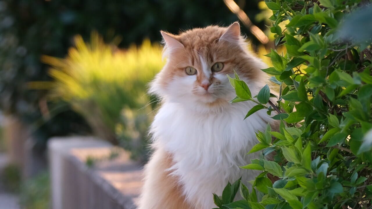 Peaceful Gardens 2: Cute Cats Image