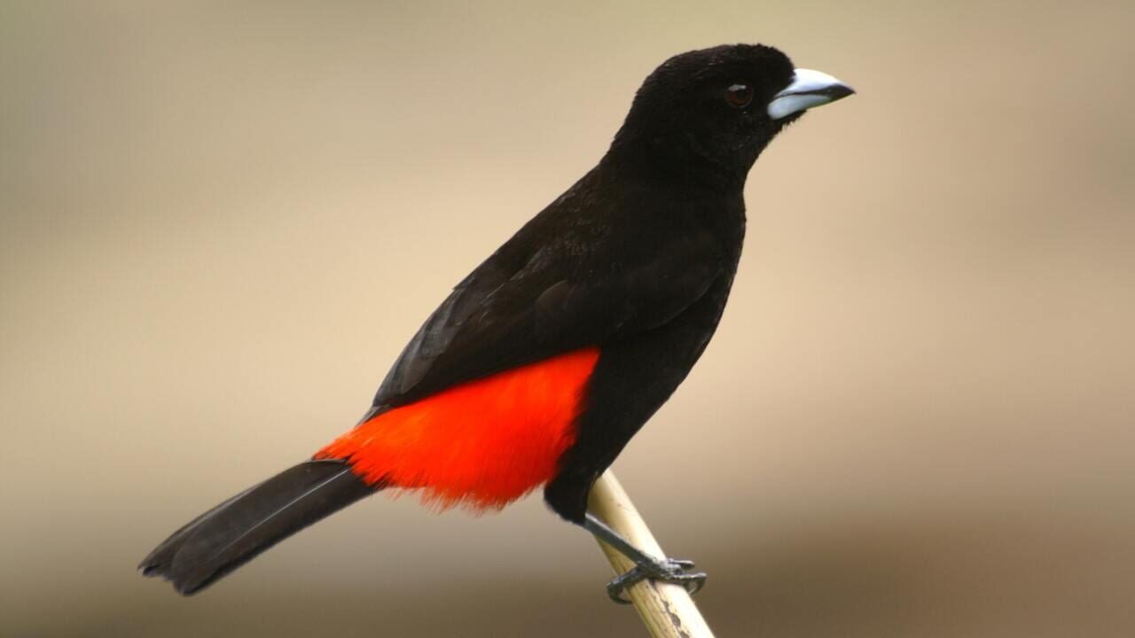 Quiz & Learn: Animals Image