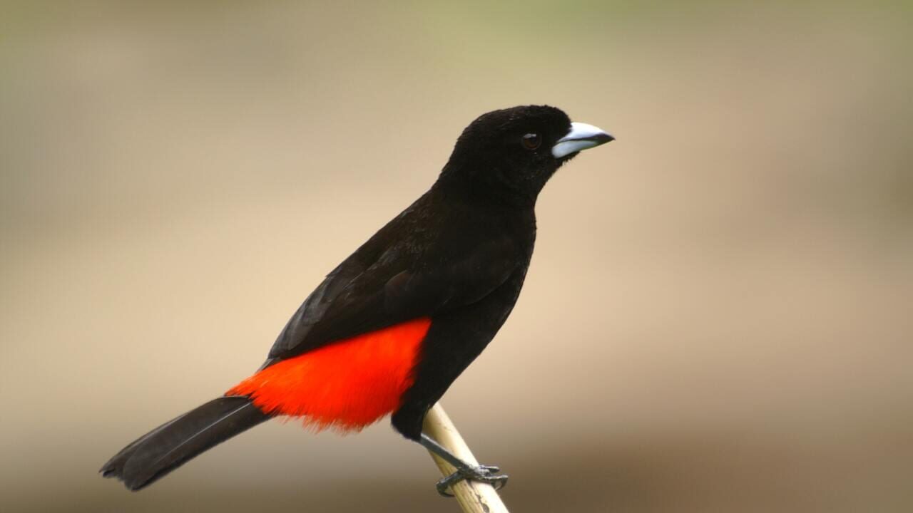 Quiz & Learn: Animals Image
