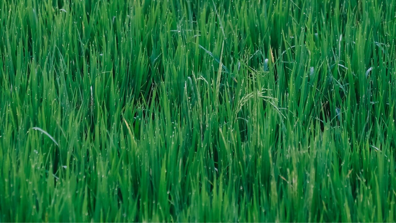 Grass Toucher Image