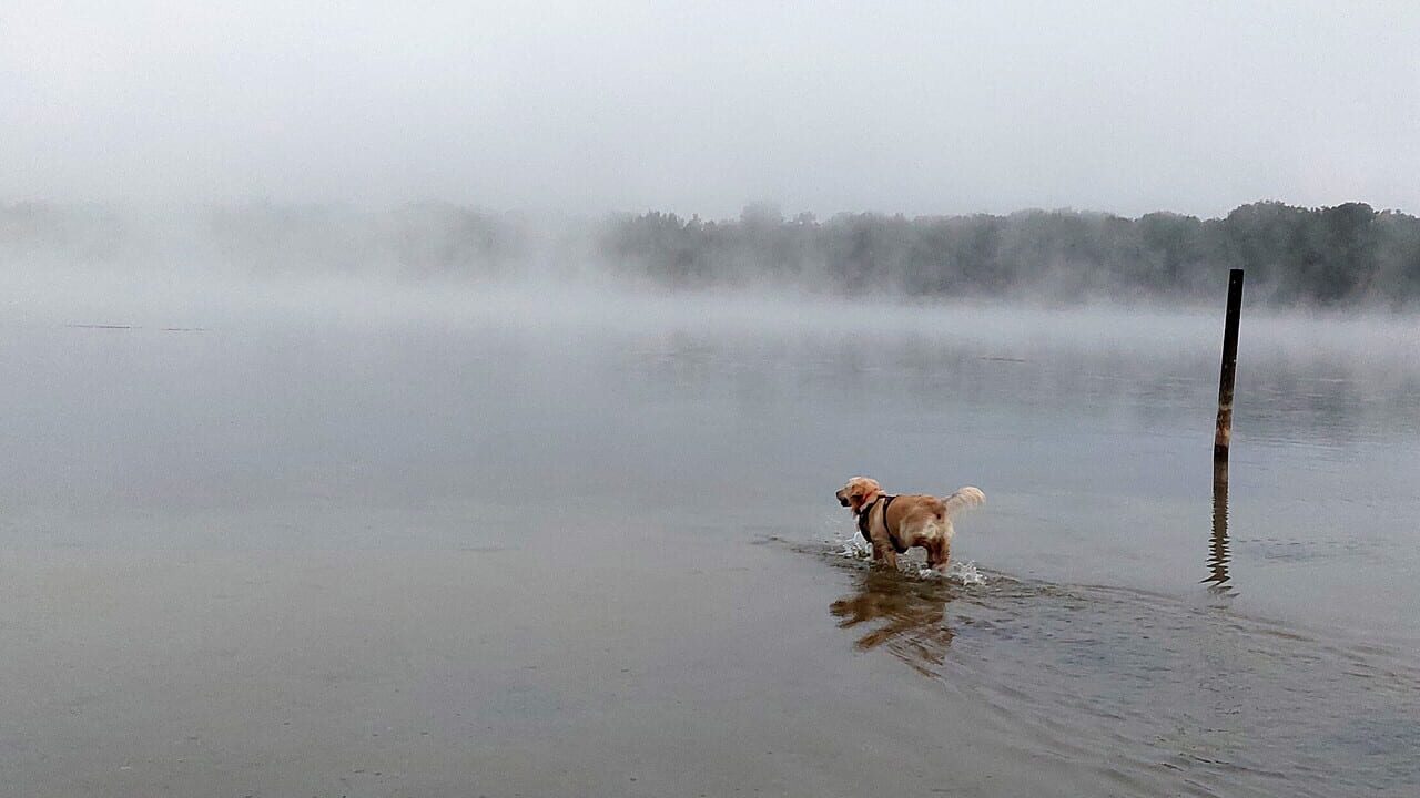 Golden Retriever Simple Life Image