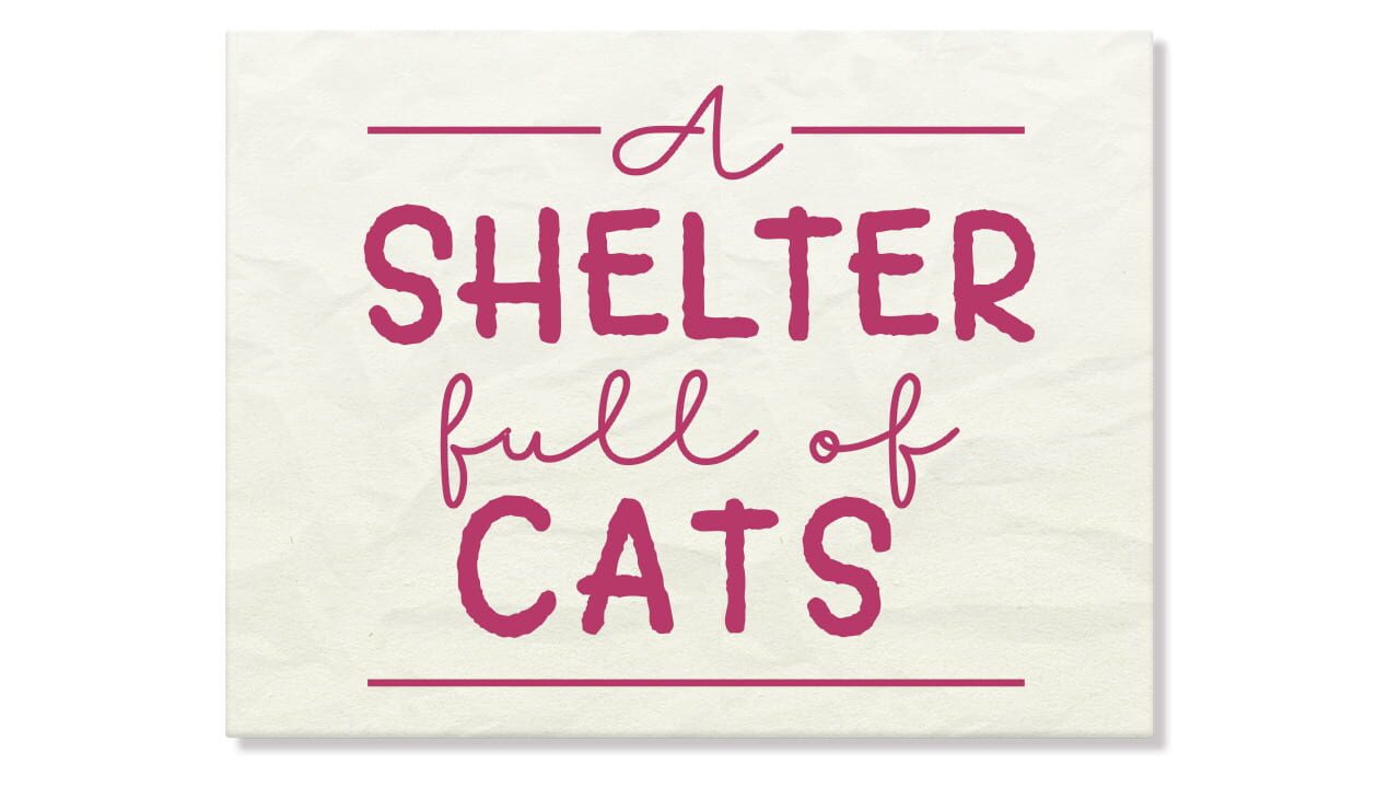 A Shelter Full of Cats Image