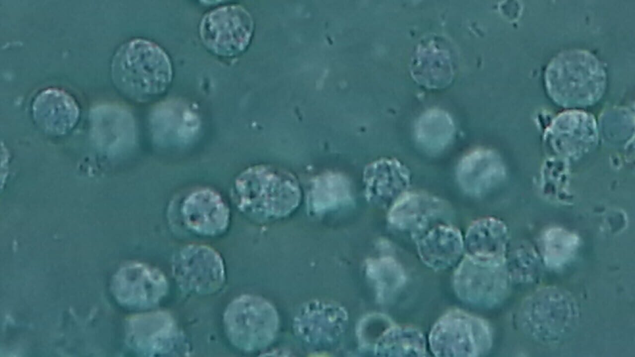 Viral Multiplayer Image
