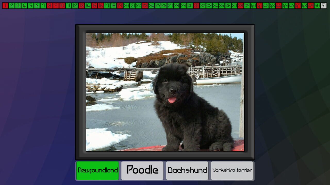 Test your knowledge: Dogs — Screenshot 4