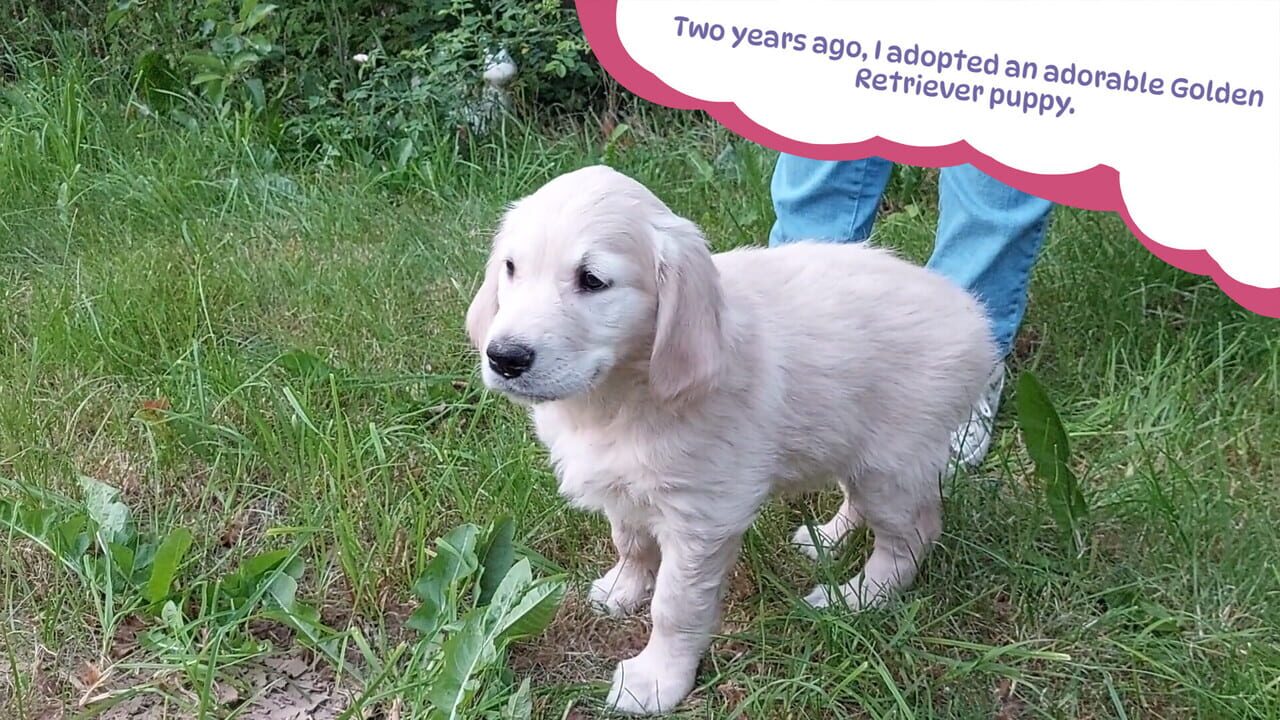 Golden Retriever Simple Life Image