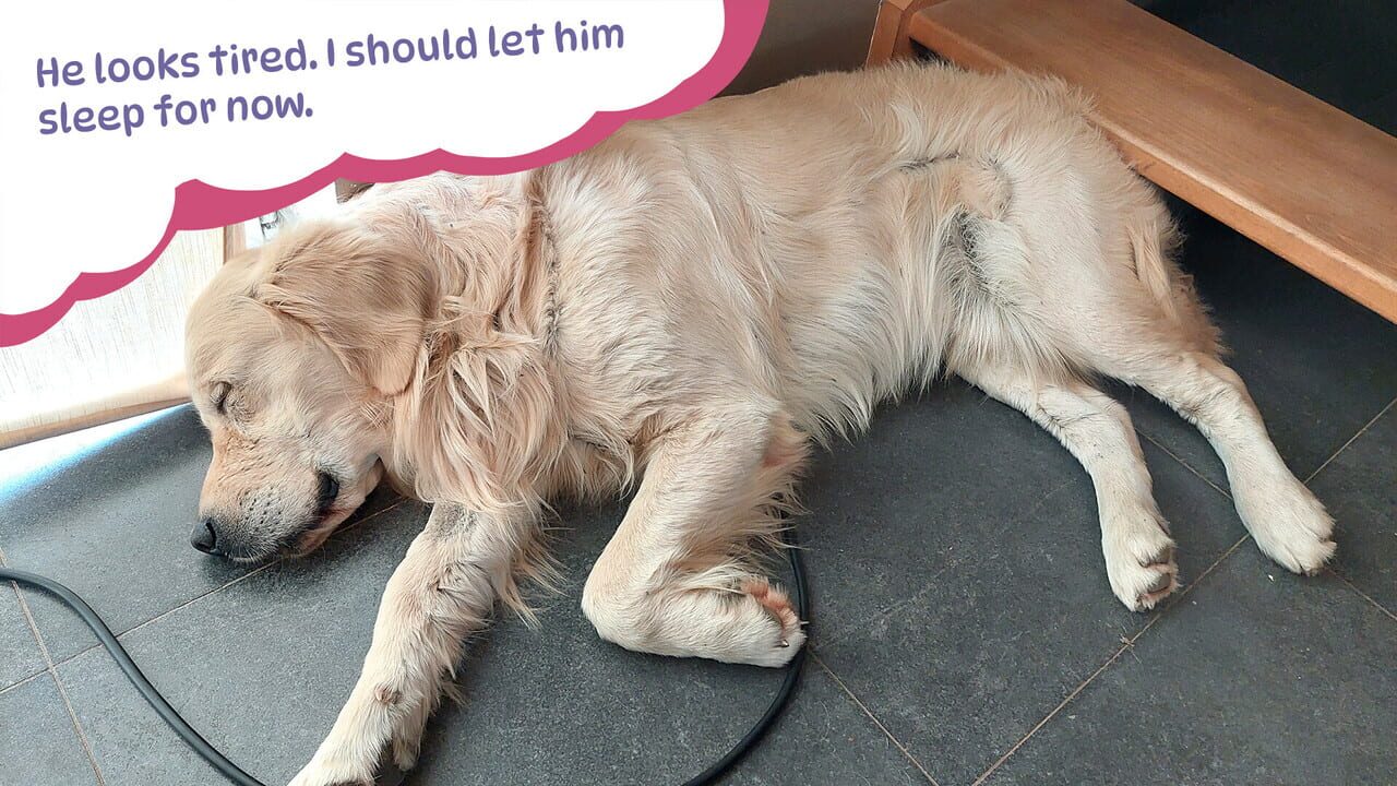 Golden Retriever Simple Life Image