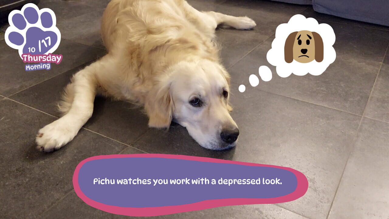Golden Retriever Simple Life Image