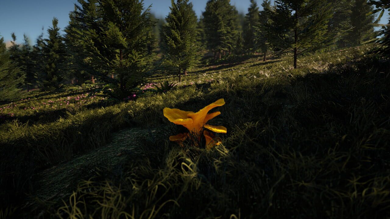 Forager's Finds Image