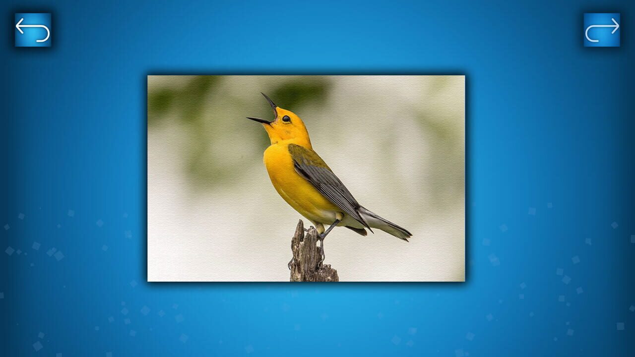 Puzzle: Birds Image
