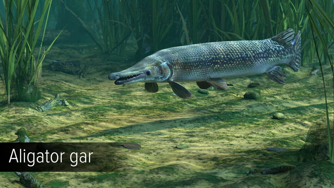 Ultimate Fishing Simulator: Amazon River Image
