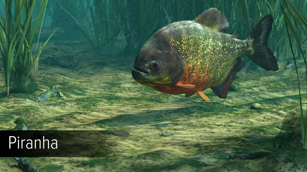Ultimate Fishing Simulator: Amazon River Image