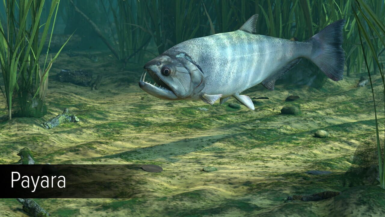 Ultimate Fishing Simulator VR: Amazon River — Screenshot 5